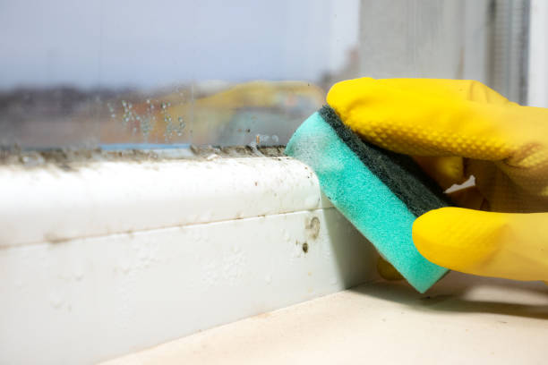 Best Toxic Mold Removal  in Mission Hills, KS