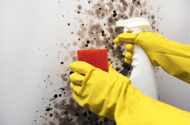 Best Best Mold Removal Companies  in Mission Hills, KS
