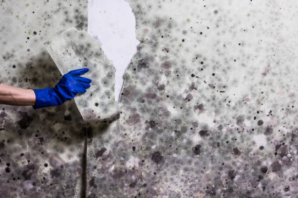 Best Best Mold Removal Companies  in Mission Hills, KS