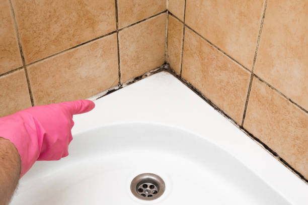 Best Attic Mold Removal  in Mission Hills, KS