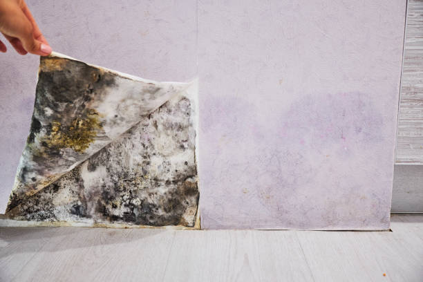 Best Best Mold Removal Companies  in Mission Hills, KS